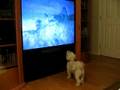 Dog watching TV 3