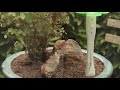 www.cleanairgardening.com Shopping...