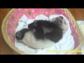 Panda baby sleeping, super cute