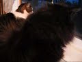 Cats at window, as filmed with Canon 1100SD using time-lapse feature