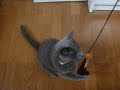 にゃんこボクサー２