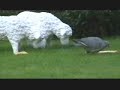 peckish! (a).wmv