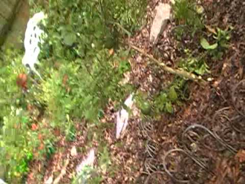 how to replant a meyer lemon tree