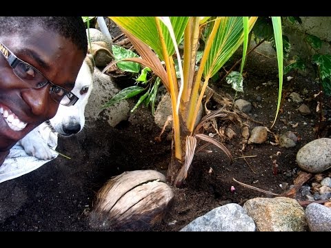 how to replant coconut