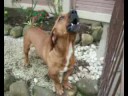 cachorro perdido