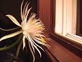Night Blooming Cereus Time Lapse