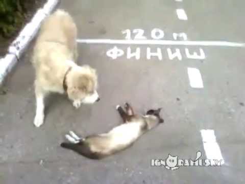 Kot zauważył psa i natychmiast udał, że nie żyje. To, co działo się dalej, podbiło internet.