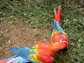 Macaw Fight Macaw Fight
