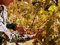 Winemaker Blog #1- Vineyard and Growing
