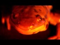 APES HK 臺灣唯一 Salamander 電動車 百萬MTV