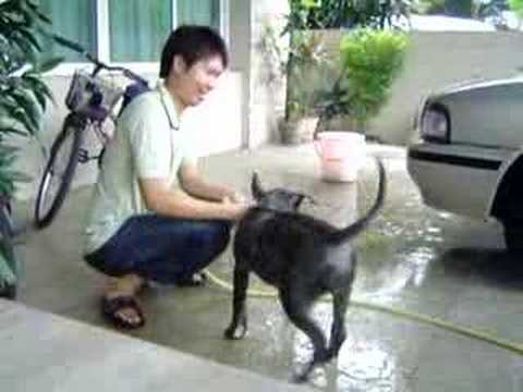 how to care diesel car
