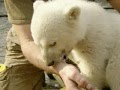 MAYRA PAAKE - Hers Bear KNUT from Zoo-Berlin
