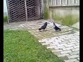 sharkani kosovė-gjakovė sharkani kosovė-gjakovė