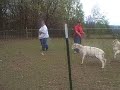 Belle ARPH #10601 goes herding