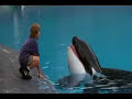Free Willy ~ Home Free Willy ~ Home