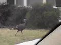 Mistletoe Heights Wild Turkey Mistletoe Heights Wild Turkey