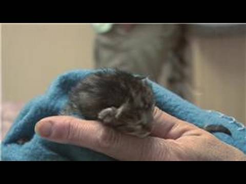 how to care for a newborn kitten