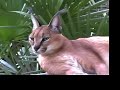 SAND CAT: Species Spotlight- Big Cat TV