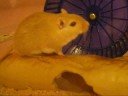Gerbils Playing
