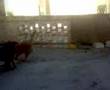 Perros jugando 