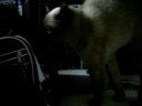 My Cat, An Interview, And Not A Very Good One!!!!