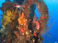 Plongée Épave En Guadeloupe