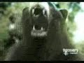 Bear vs Caiman. Bear totally Destroys and Owns Caiman. Bear vs Caiman. Bear totally Destroys and Owns Caiman.