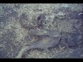 PERRO DESCOMPUESTO cadaver exqusito