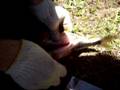 videos de Preparacion del pez parte 1!