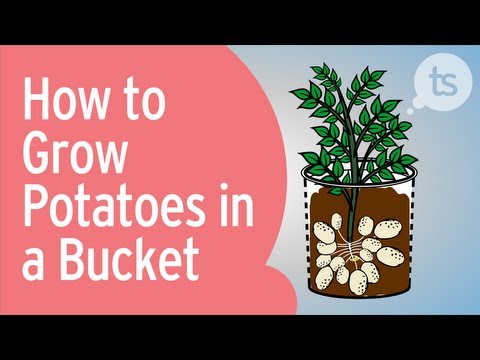 how to grow rice in a bucket