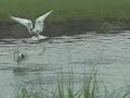 Common Terns feeding on Herring in tidal pool