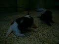 cachorros.mov
