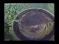 Straw Headed Bulbul or Cucak Rawa PROSES MENETASNYA TELUR  www cucakrowosafrudin wordpress com  Indonesia