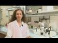 Tiger Mosquito (english verson) - part two