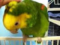 zeba\ zeba\