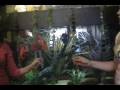 videos de Finding Nemo Sweded.wmv