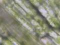 Cytoplasmic streaming in Elodea