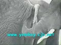 Fil esinin poposuna hortumunu sokuyor ama çok komik