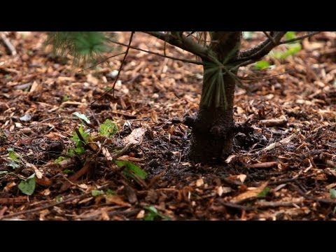 how to fertilize through mulch
