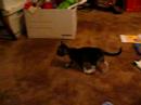 Watson: fun with paper