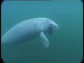 underwater encounter with a friend   manatee