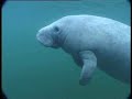 underwater encounter with a friend   manatee