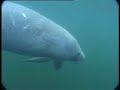underwater encounter with a friend   manatee