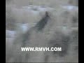 Coyote hunting - 1-06
