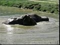 The Animals of PAWS complete video