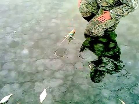 что клюет на можайском водохранилище что клюет на можайском водохранилище