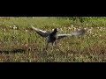 Pigeon takes off Pigeon takes off
