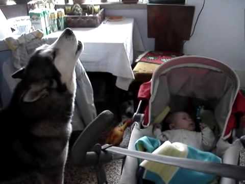 alaskan malamute