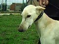 TURKISH TAZ? KASAP von BOZKENNEL TURKISH TAZ? KASAP von BOZKENNEL
