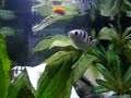 NEEDLENOSE GAR FISH